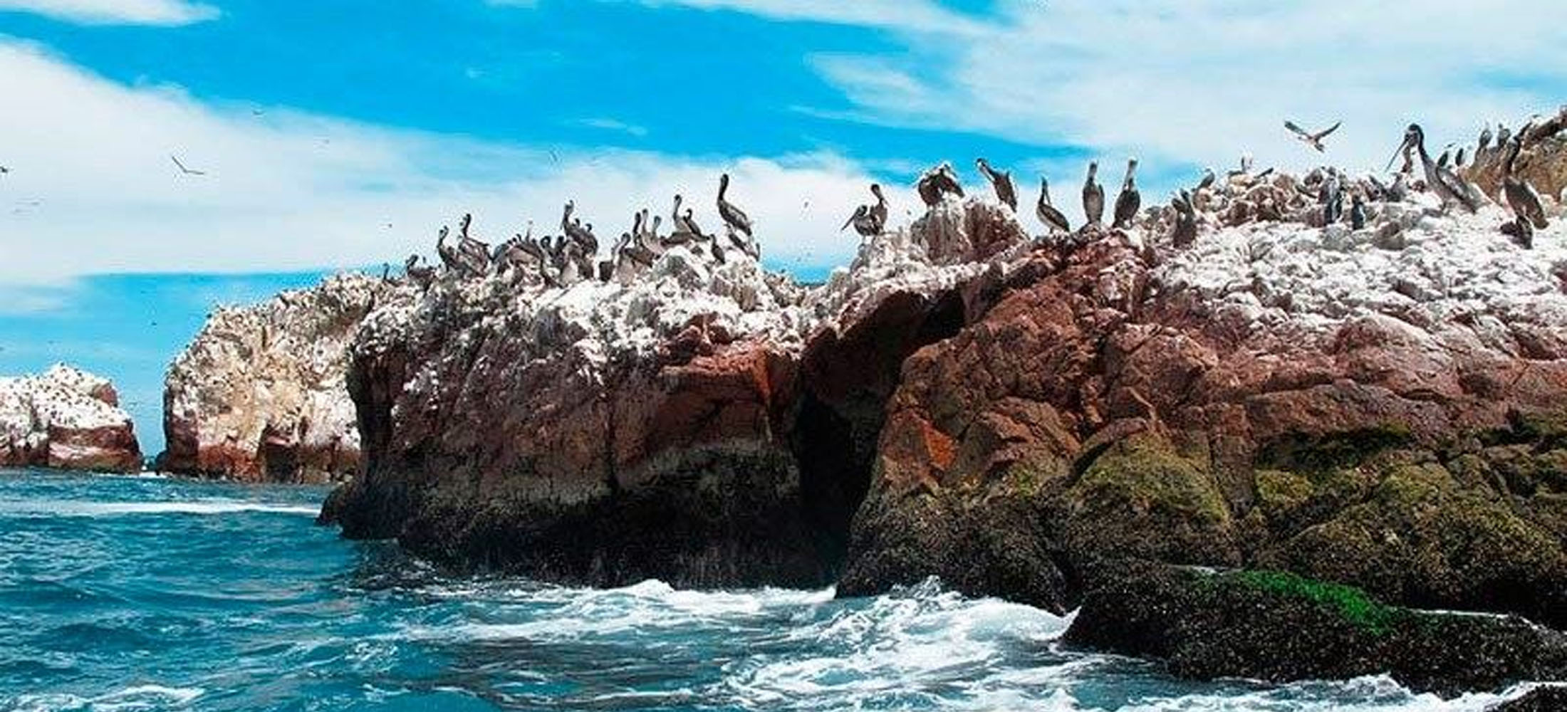 islas ballestas nazca ica paracas 1